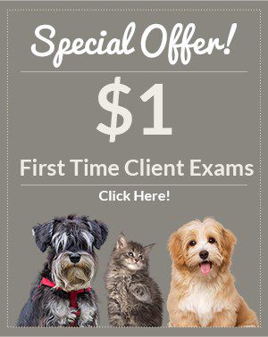 Special Offer! $1 First Time Client Exams Click Here!