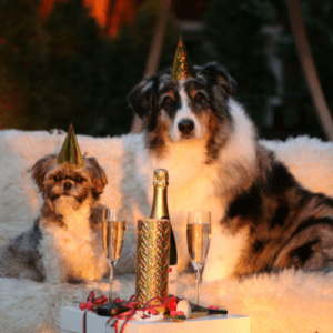 Brownish Shih Tzu and Golden Retriever with a with with a sparkling wine