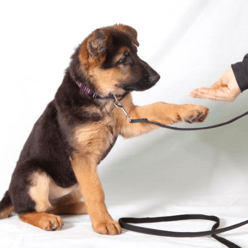 Puppy German Shepherd dog gives a paw high five