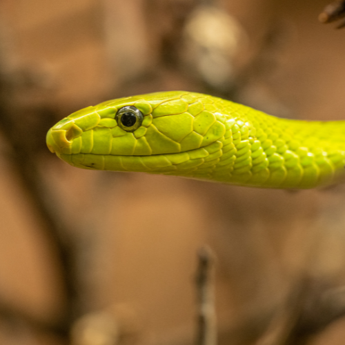 Neon green snake with head facing to the left