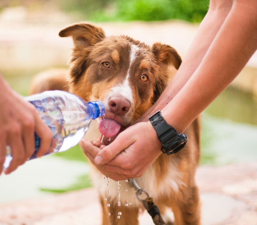 Brown adult dog drinks water from two human hands