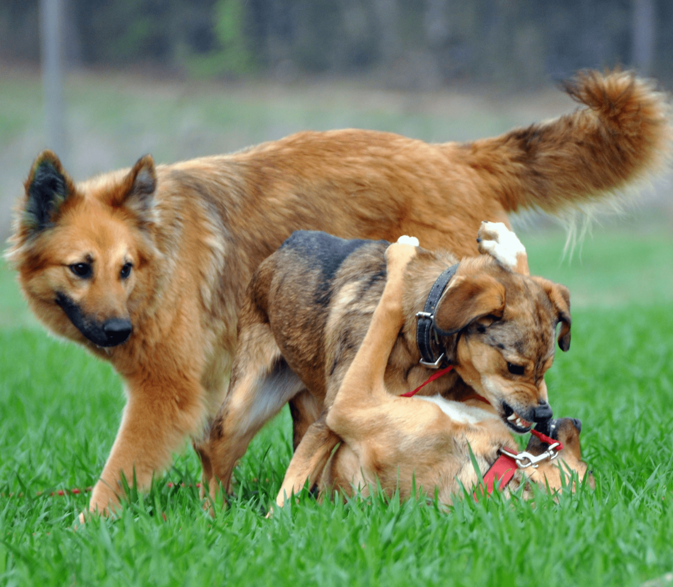 One adult K9 and two puppies playing on a field