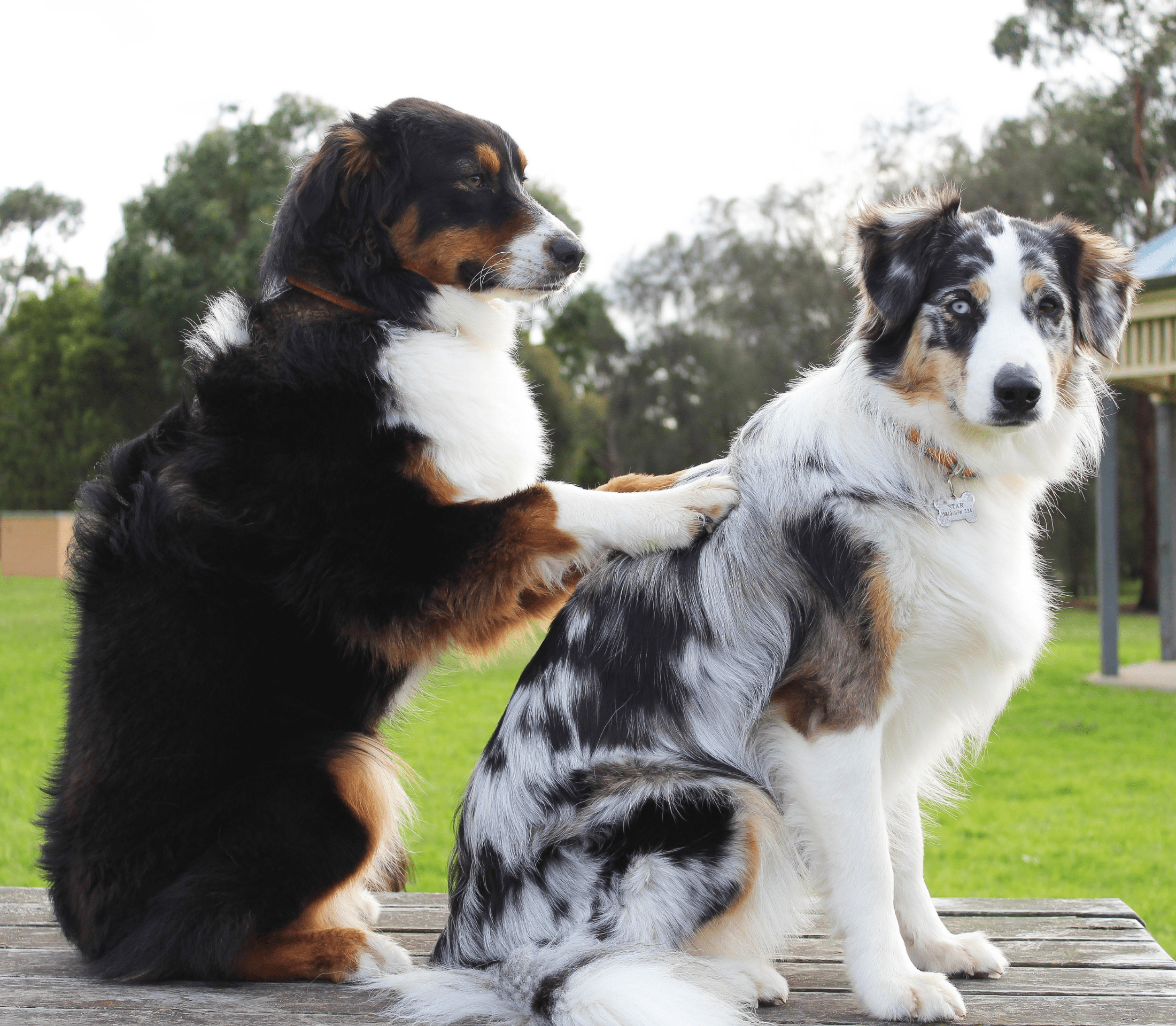 Two adult therapy dogs