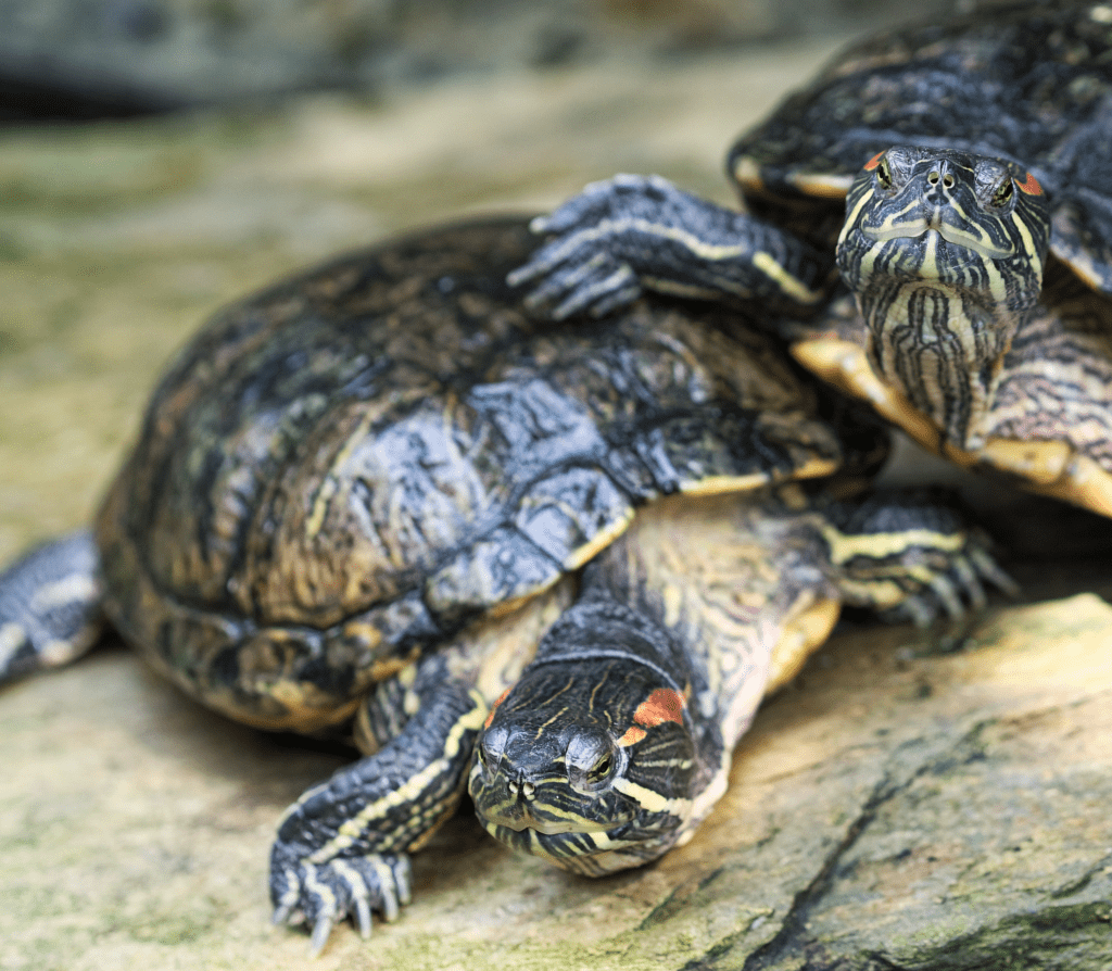 Two red-eared slider turtle on a dry rock