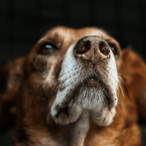 Close-up photo of a brown adult dog's nose