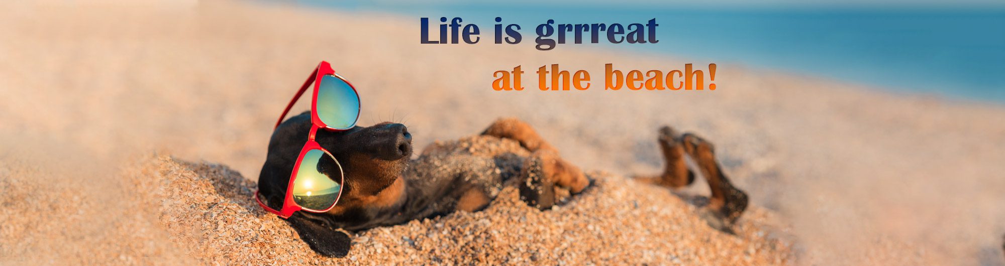 Life is grrrreat at the beach!