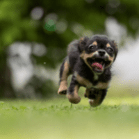 Mutt chihuahua-terrier running so fast