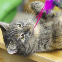 Gray cat nipping on purple yarn